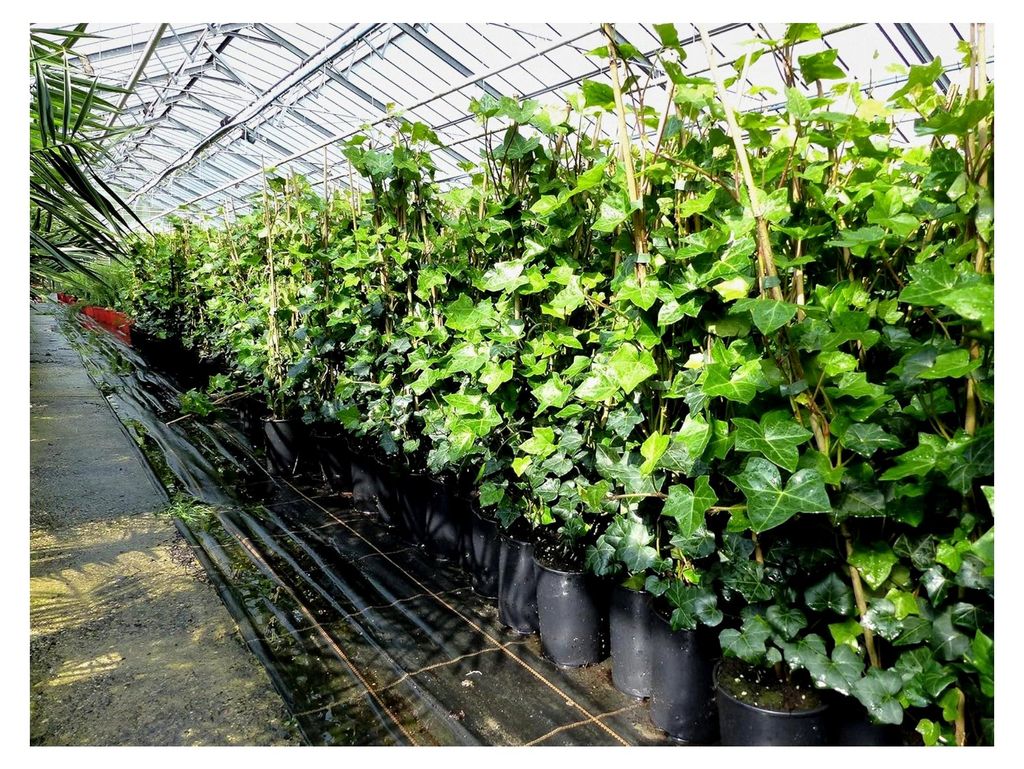 20 Stück Efeu Hedera helix 85-105 cm Heckenpflanze winterhart Kletterpflanze Sichtschutz