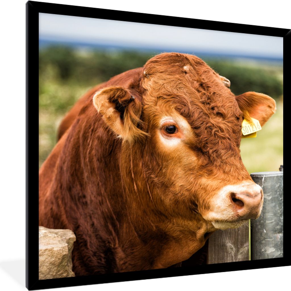 MuchoWow Gerahmtes Poster Schottischer Highlander - Berg - Zaun 40x40 cm - Poster mit Schwarzem Bilderrahmen Wandposter Rahmen Foto Bilder - Mit ...