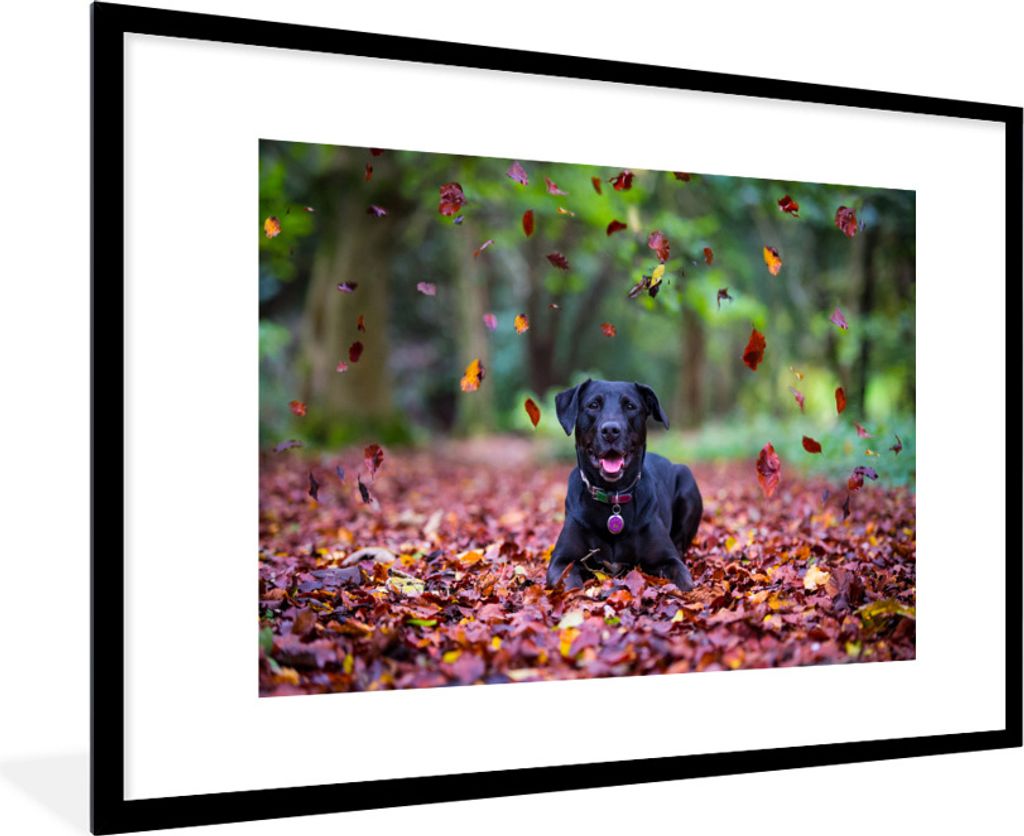 MuchoWow Gerahmtes Poster Schwarzer Labrador Retriever inmitten schöner Herbstblätter liegend 90x60 cm - Poster mit Schwarzem Bilderrahmen Wand...