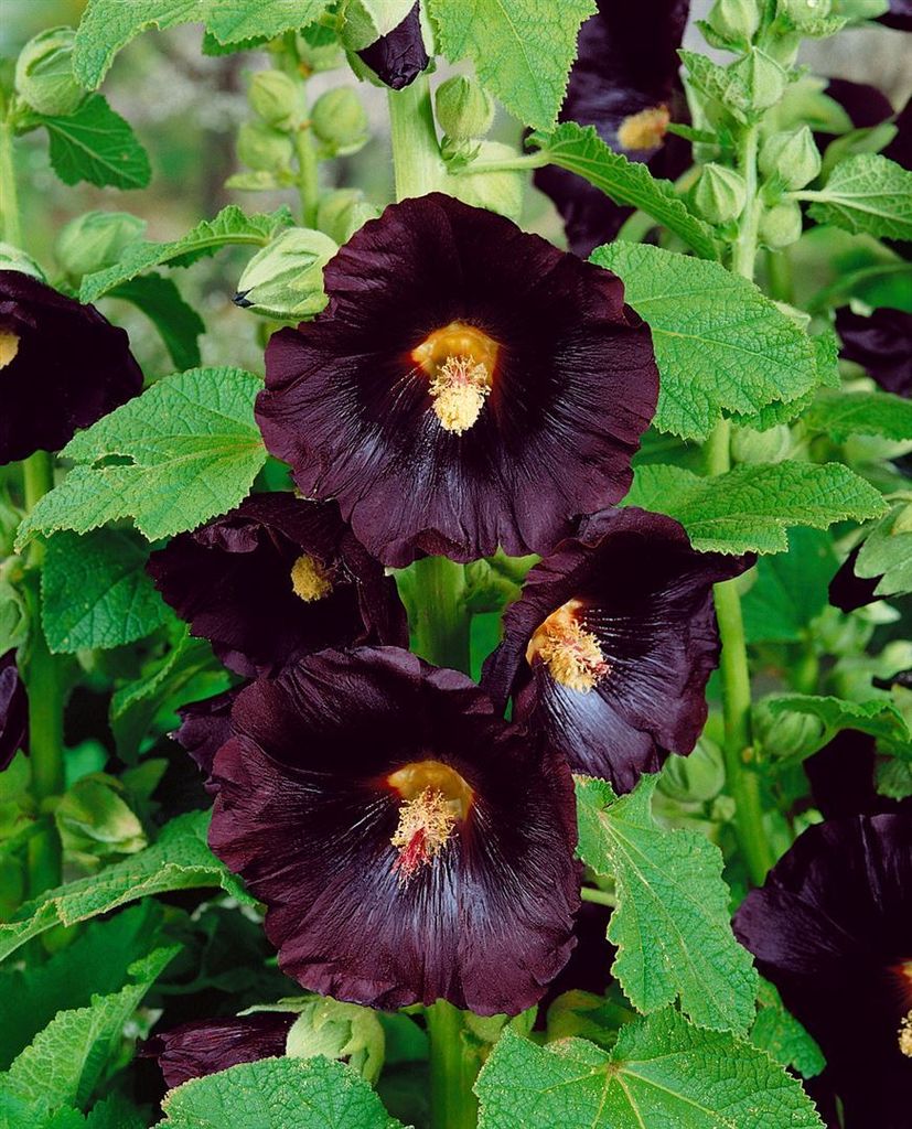 Alcea rosea Spotlight-Series 'Blacknight', Stockrose, dunkelviolett, ca. 9x9 cm Topf
