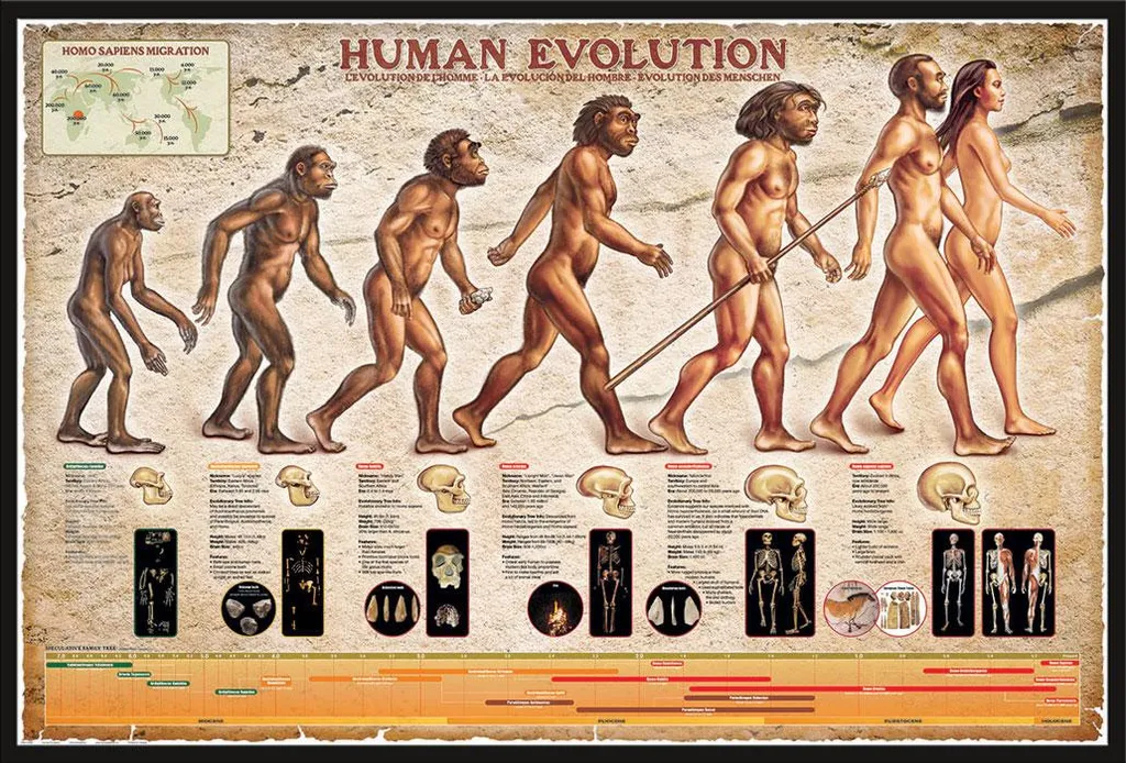 Affiche Évolution Humaine Shinsuke® avec Cadre Noir Maxi 61x91,5 cm