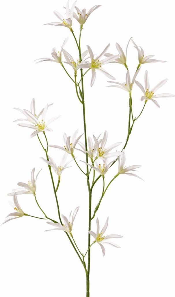 artplants.de Textilblume Tweedia solanoides Pallas, weiß, 75cm, Ø5cm - Kunst Tweedia