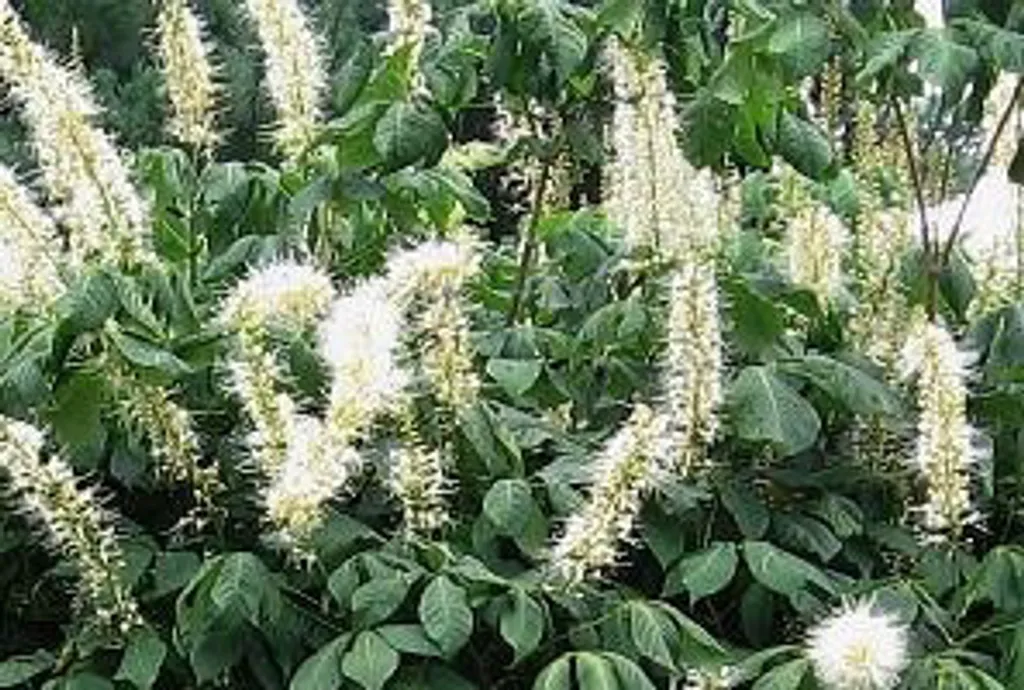 Aesculus parviflora à floraison estivale blanche, sujet 60-80 cm - 2