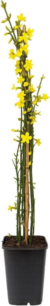Jaśmin zimowy 60–70 cm (Jasminum nudiflorum) – odporna na Zdjęcie produktu 