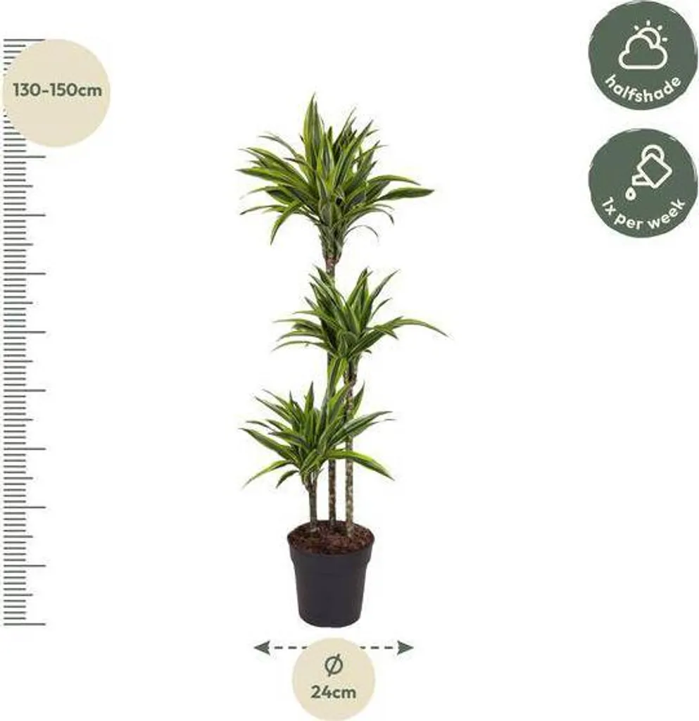 Dracaena Lemon Lime 140 cm : la plante facile pour intérieurs sombres