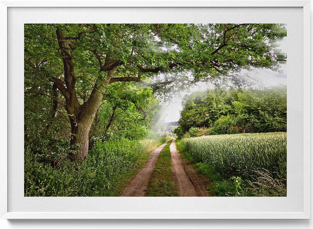 Weg, Bäume und Sonnenschein– Wandbild mit Rahmen – Gerahmtes Bild – Wanddekoration – 100x70 cm – Weiß Rahmen