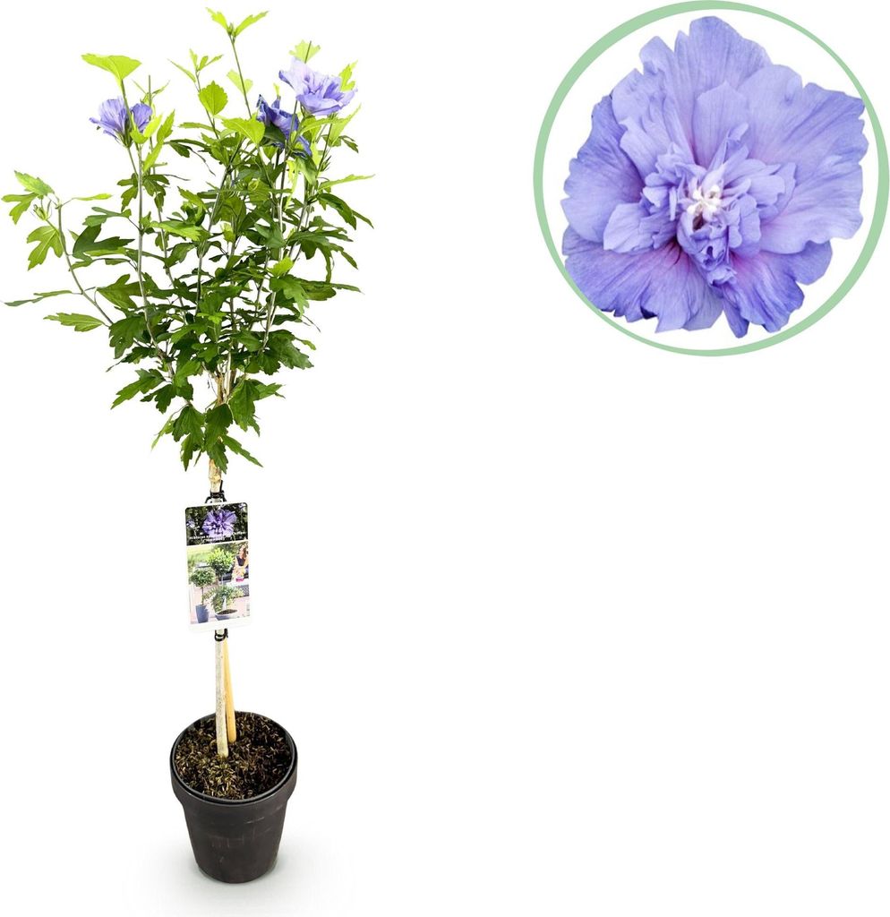 Green boutiQ - Tuinplant - Hibiscus syriacus Blue Chiffon® Image du produit 