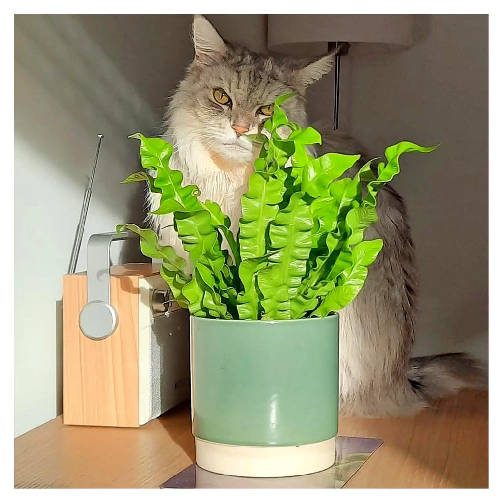 Zimmerpflanze Nestfarn Duo | 2er Farn-Set mit Asplenium nidus & parvati im 10,5–12 cm Topf | pflegeleicht & ungiftig | tropische Pflanzen für Ba...