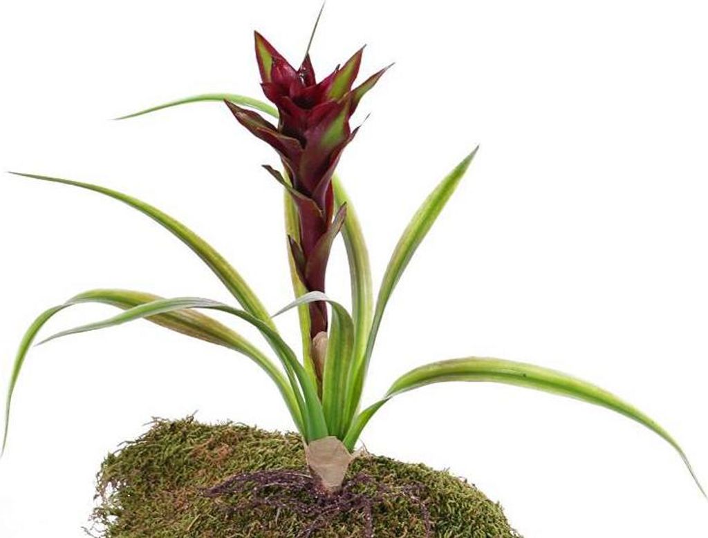 artplants.de Kunstpflanze Guzmania ANELY mit Blüten, auf Steckstab, rot, 40cm - Deko Pflanze