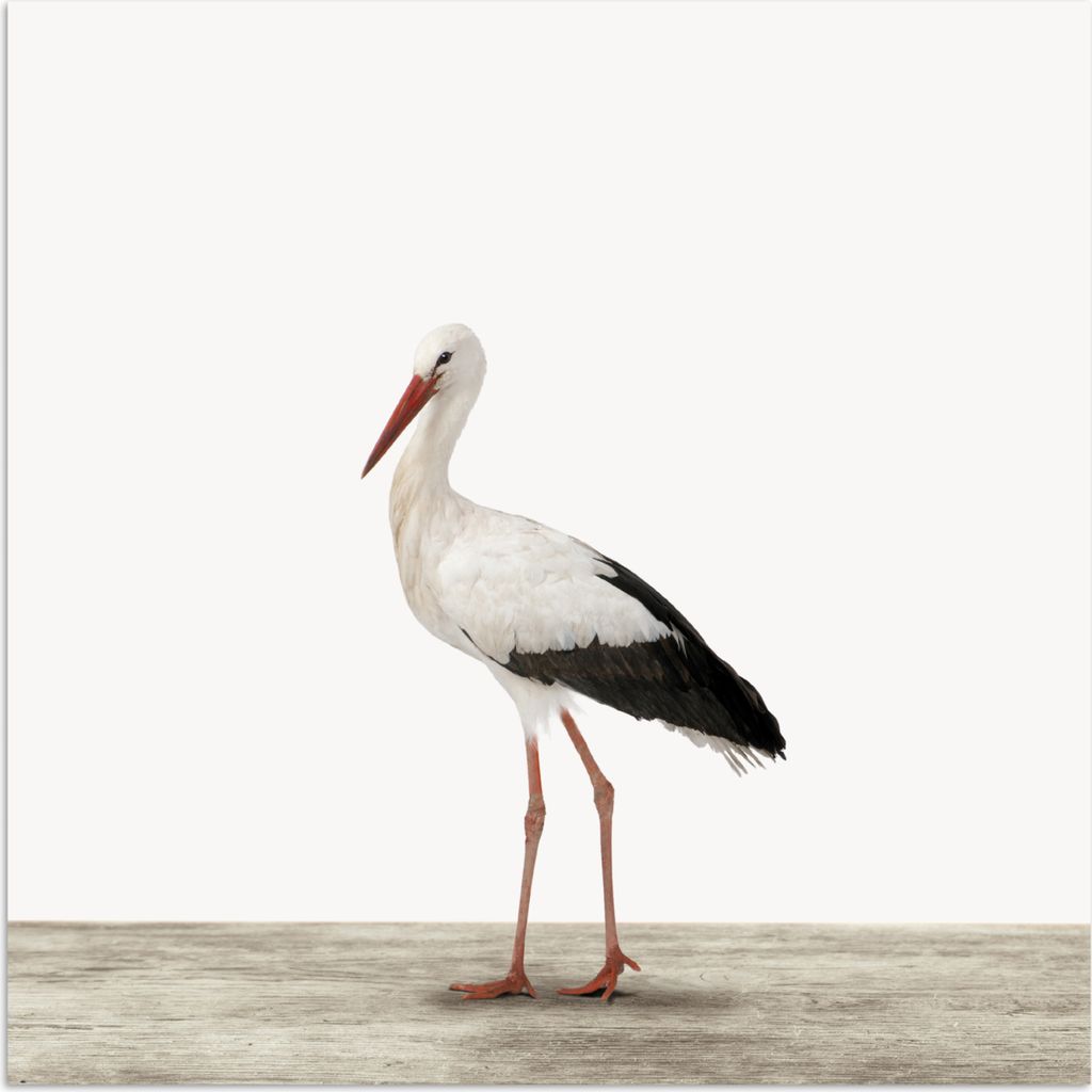 MuchoWow Poster Storch - Vogel - Tiere - Jungen - Kinder - Mädchen 75x75 cm - Wand Dekoration