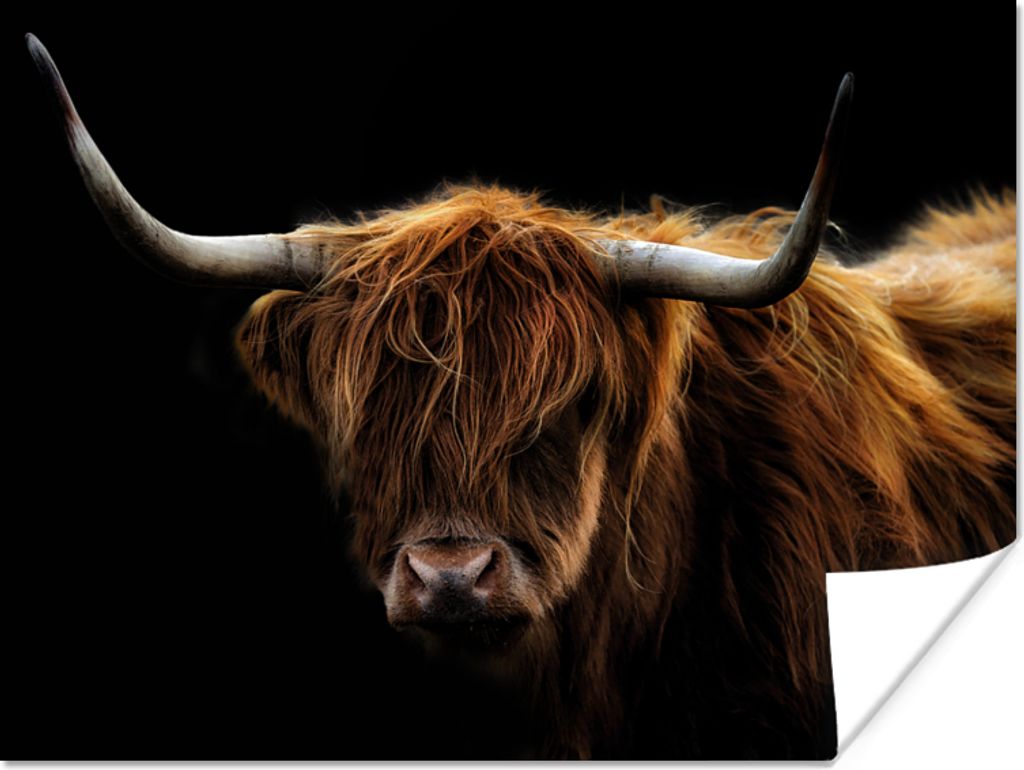 MuchoWow Poster Schottischer Highlander - Hörner - Schwarz - Tiere - Natur - Wild - Kuh 80x60 cm - Kunst für zu Hause
