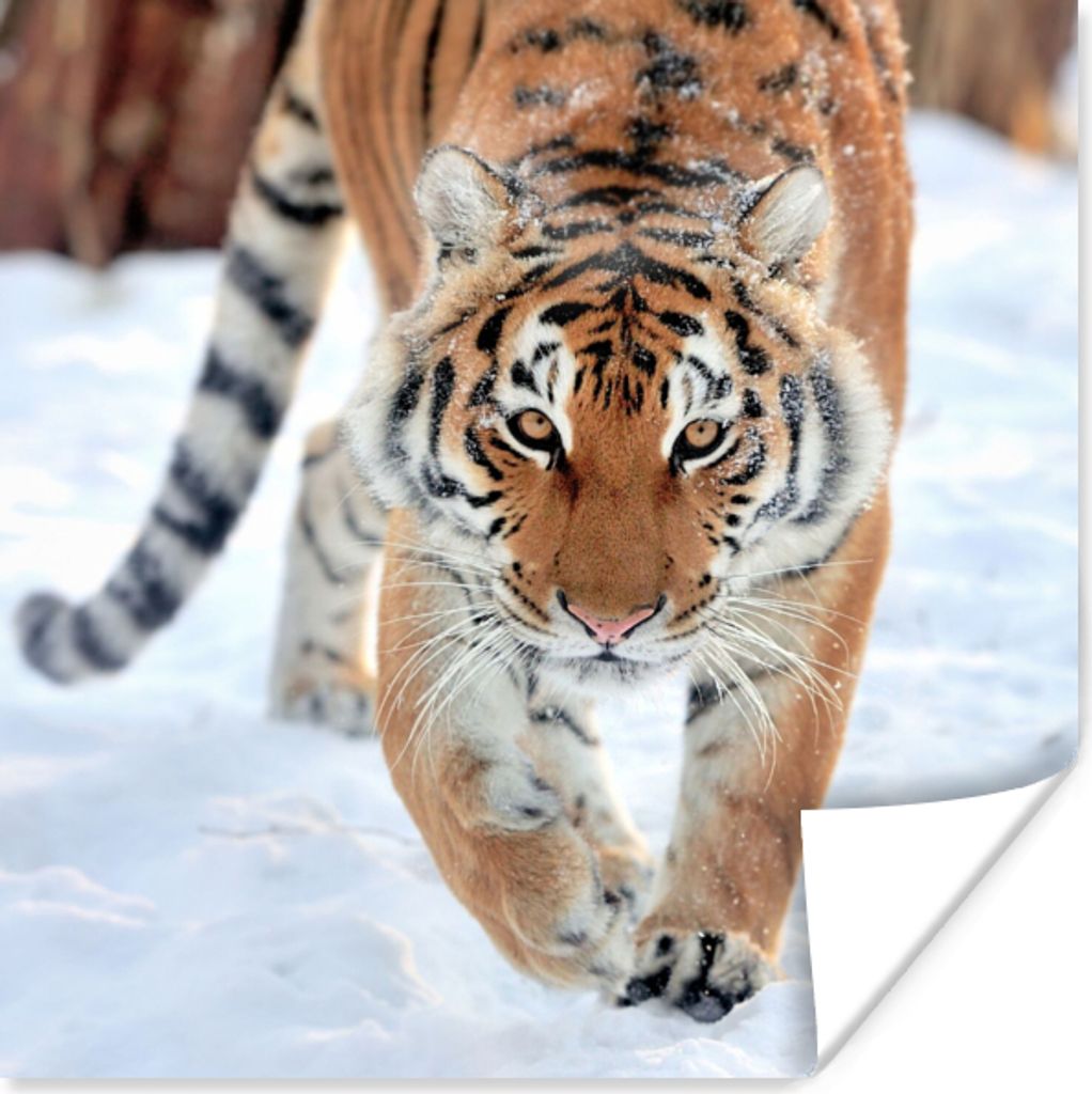 MuchoWow Poster Tiger - Schnee - Tiere 75x75 cm - Wand Dekoration