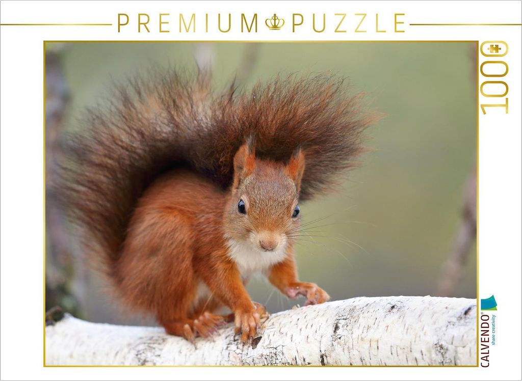 CALVENDO Puzzle Der junge Jack | 1000 Teile Lege-Größe 64x48cm Foto-Puzzle für glückliche Stunden