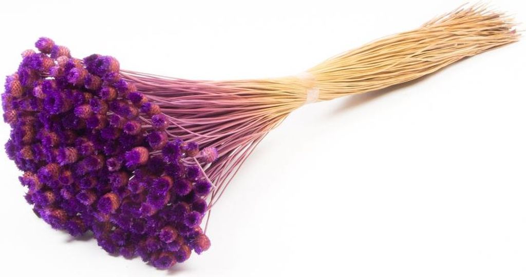 INNA-Glas Mittelmeer-Strohblume getrocknet AKALITI, lila, 40-55cm, Ø11cm - Getrockneter Strauß