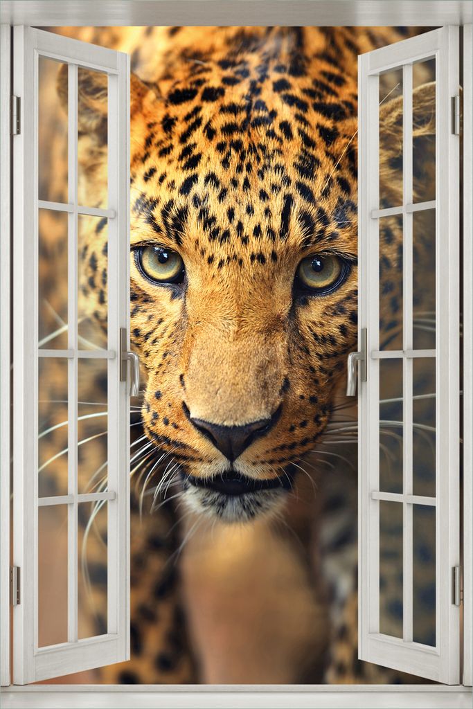 Wallario Wandbild aus Acryl, 60 x 90 cm, freischwebende Optik - Leopard in Nahaufnahme beim Laufen mit Fenster-Illusion