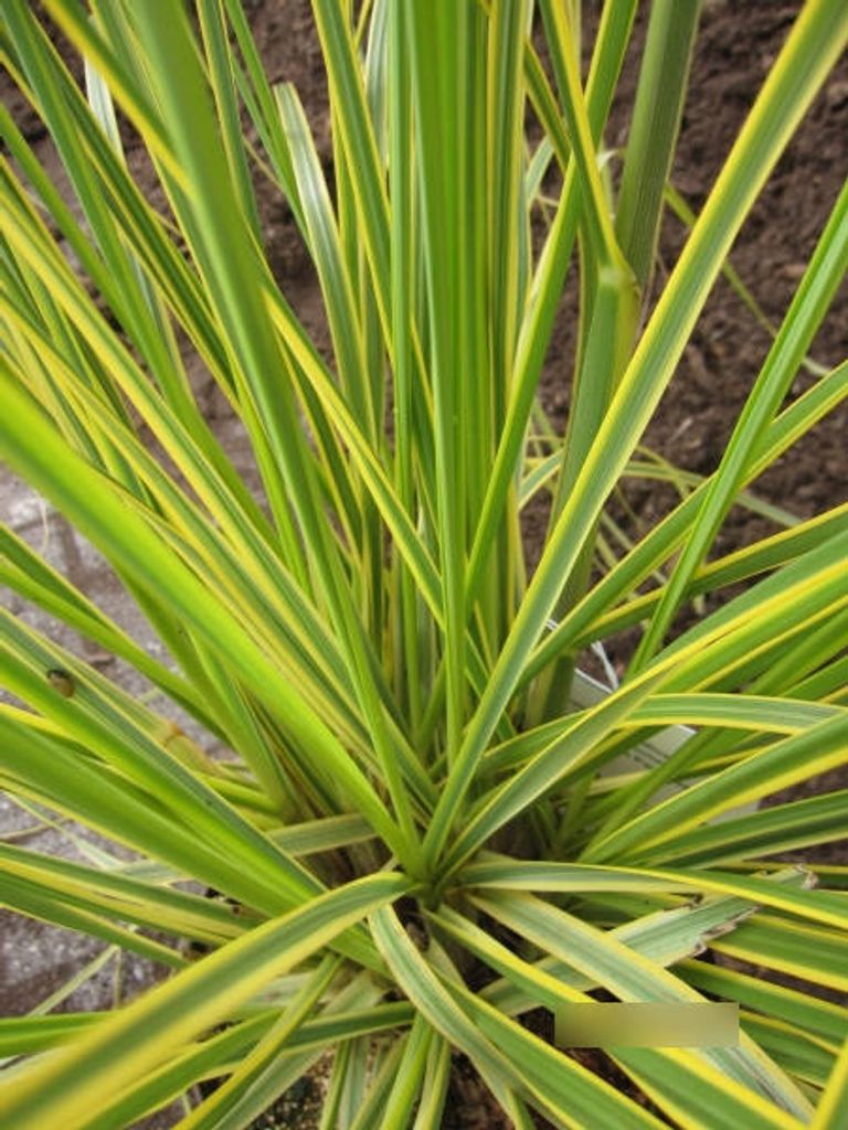 Cortaderia selloana Golden Comet - Pampasgras Golden Comet