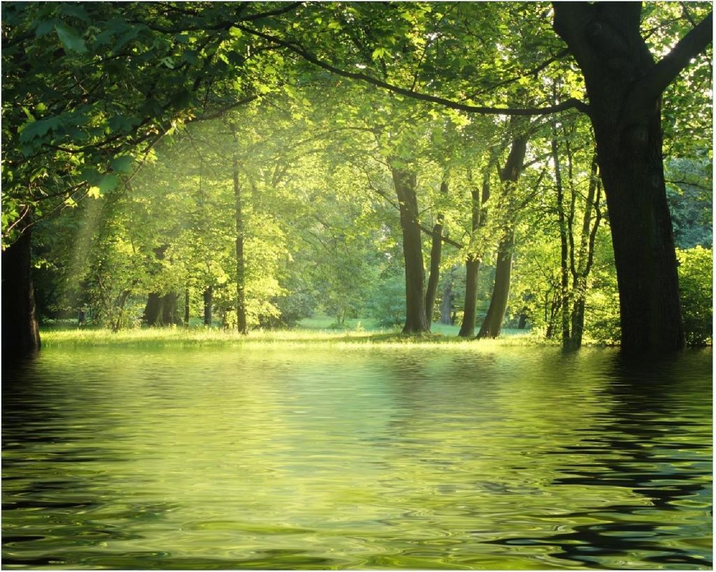 Wallario Poster - Idyllischer See im Wald bei Sonnenschein, Produktbild 