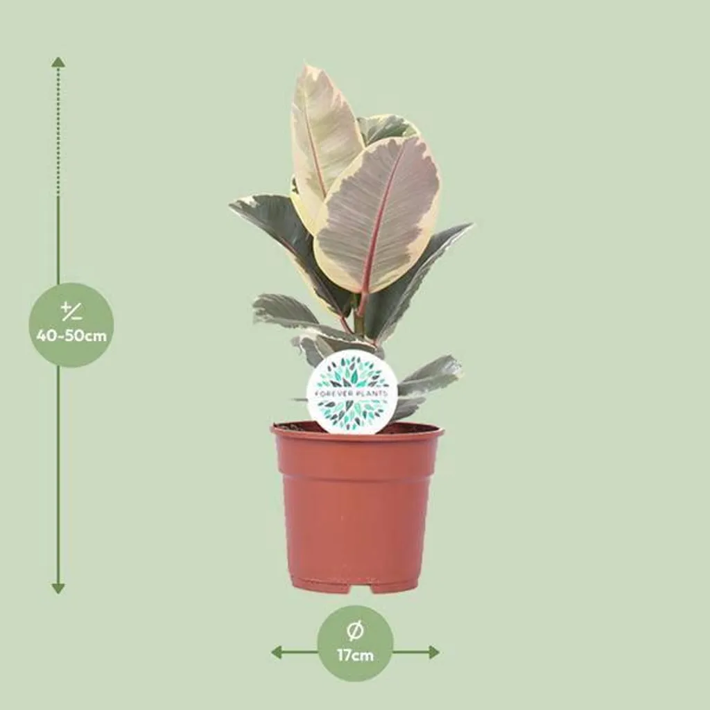 Plante verte d'intérieur Ficus Tineke pot de 17cm pour la maison