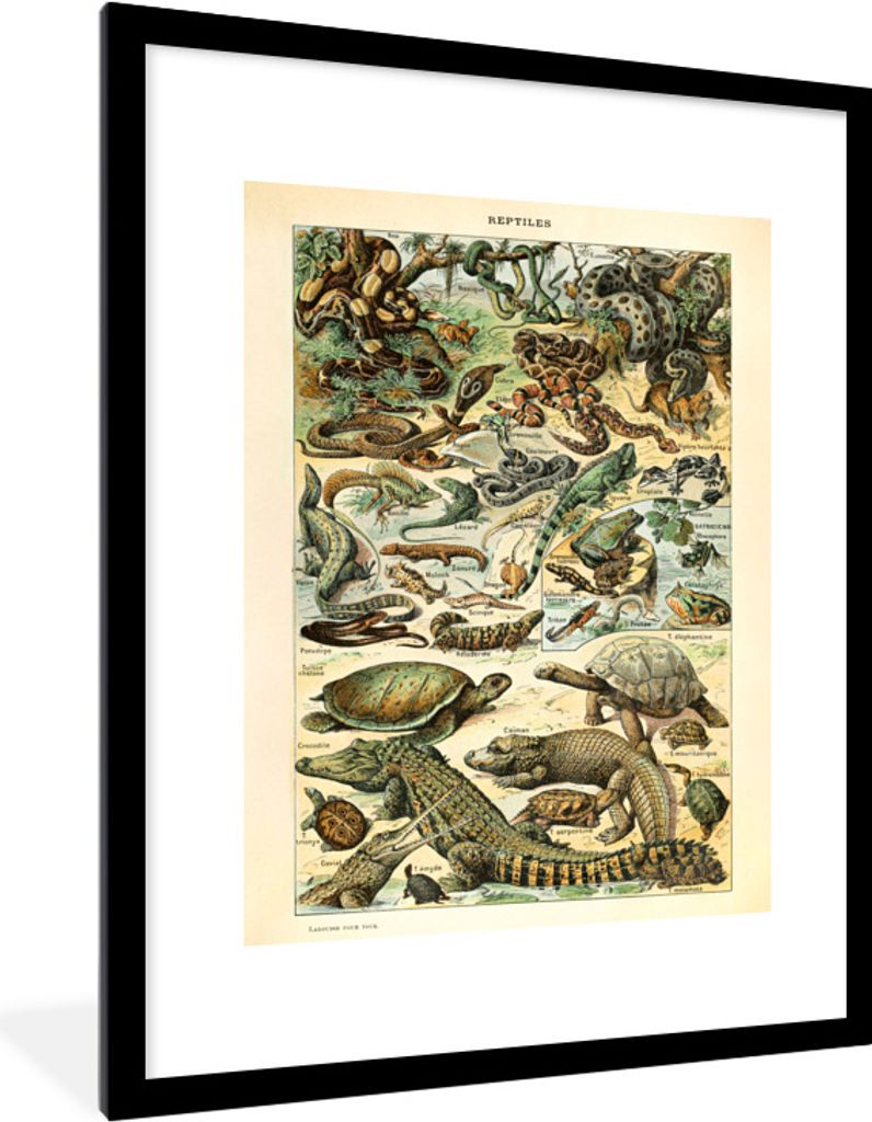 MuchoWow Gerahmtes Poster Tiere - Reptilien - Gestaltung 60x80 cm - Poster mit Schwarzem Bilderrahmen Wandposter Rahmen Foto Bilder - Wohnzimmer ...
