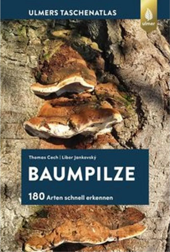 Baumpilze Champignon en Bois : Créez une Ambiance Zen et Naturelle Facile