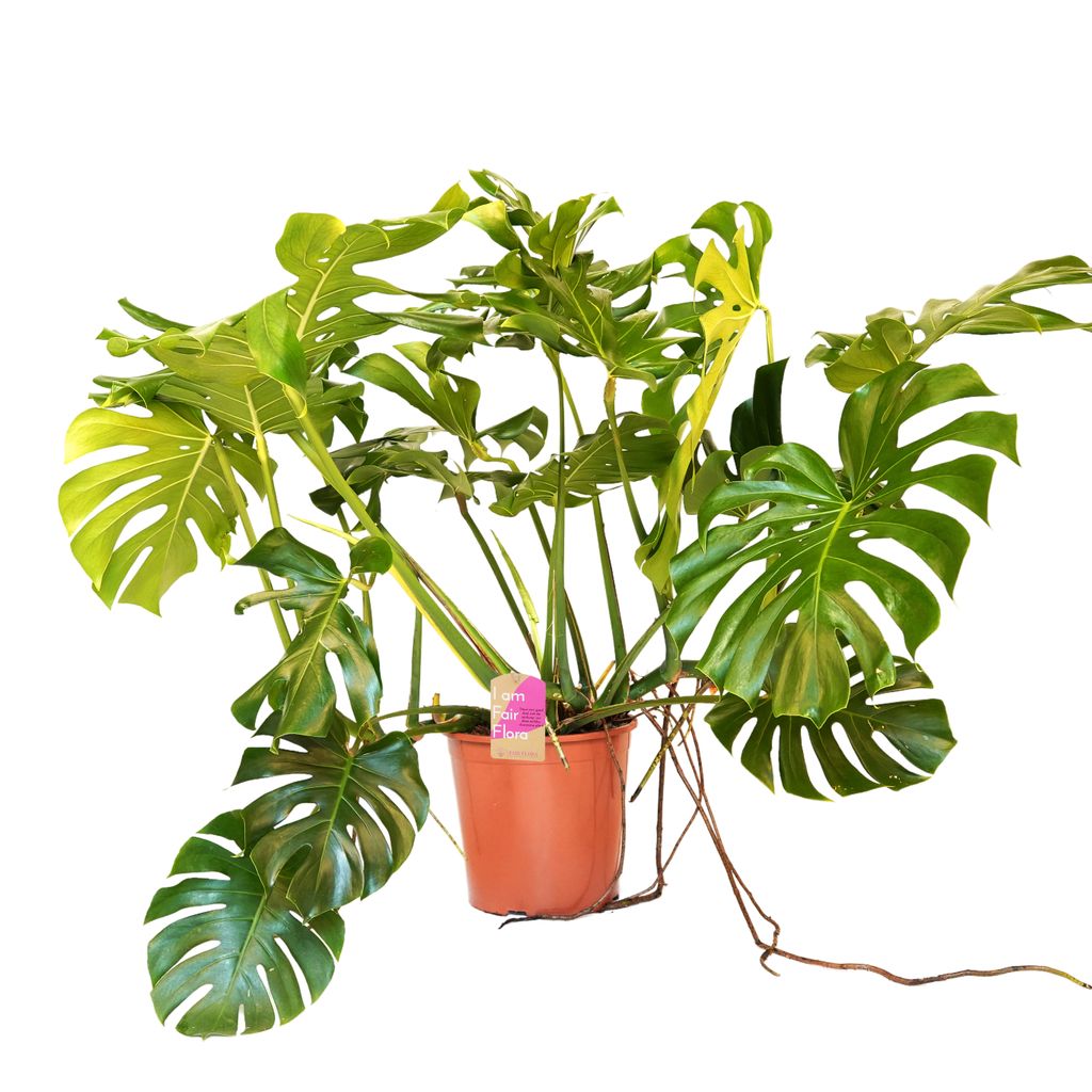 Zimmerpflanze von Botanicly – Fensterblatt – Höhe 20 cm – Monstera  Deliciosa