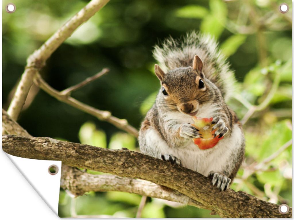 MuchoWow 40x30 cm Outdoor-Poster Gartendeko Sichtschutz Garten Poster für den Garten Eichhörnchen auf dem Baum