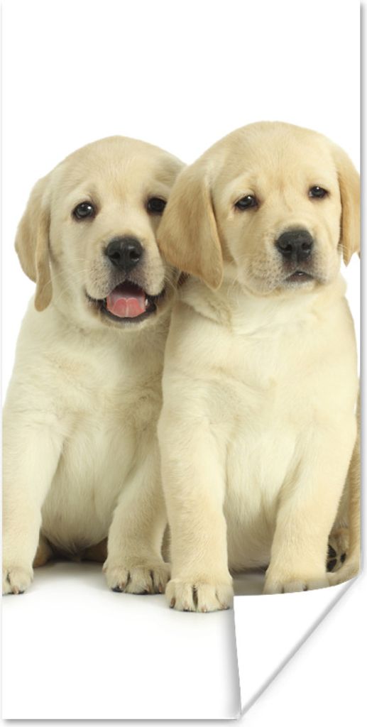 MuchoWow Poster Bezaubernde Labrador Retriever Welpen 60x120 cm - Wandschmuck