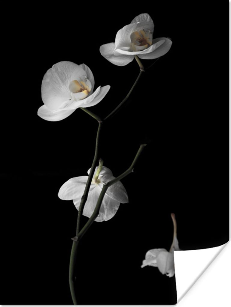 MuchoWow Poster Orchidee - Blumen - Schwarz - Weiß - Stilleben 120x160 cm - Wandbilder