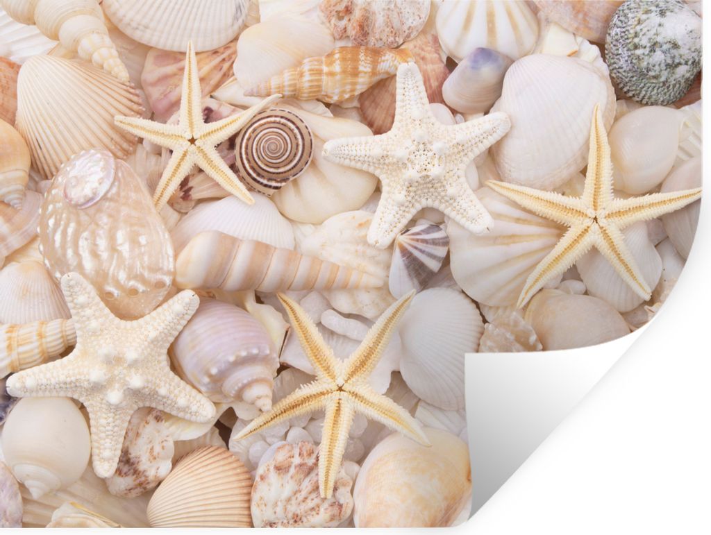 MuchoWow Wandtattoo Wandsticker Wandaufkleber Seestern - Muscheln - Strand - Sommer 160x120 cm Selbstklebend und Repositionierbar - Selbstklebend...