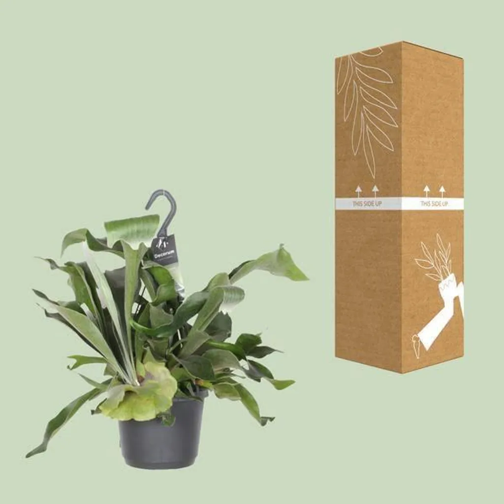 Fougère Platycerium Facile d'entretien - Plante de Salon Ø 17 cm 30 cm