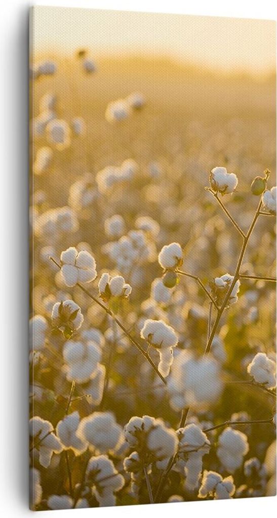 Bild auf Leinwand - Leinwandbild - Einteilig - Baumwolle Feld Acker - 55x100cm - Wand Bild - Wanddeko - Wandbilder - Leinwanddruck - Bilder - Wandd...