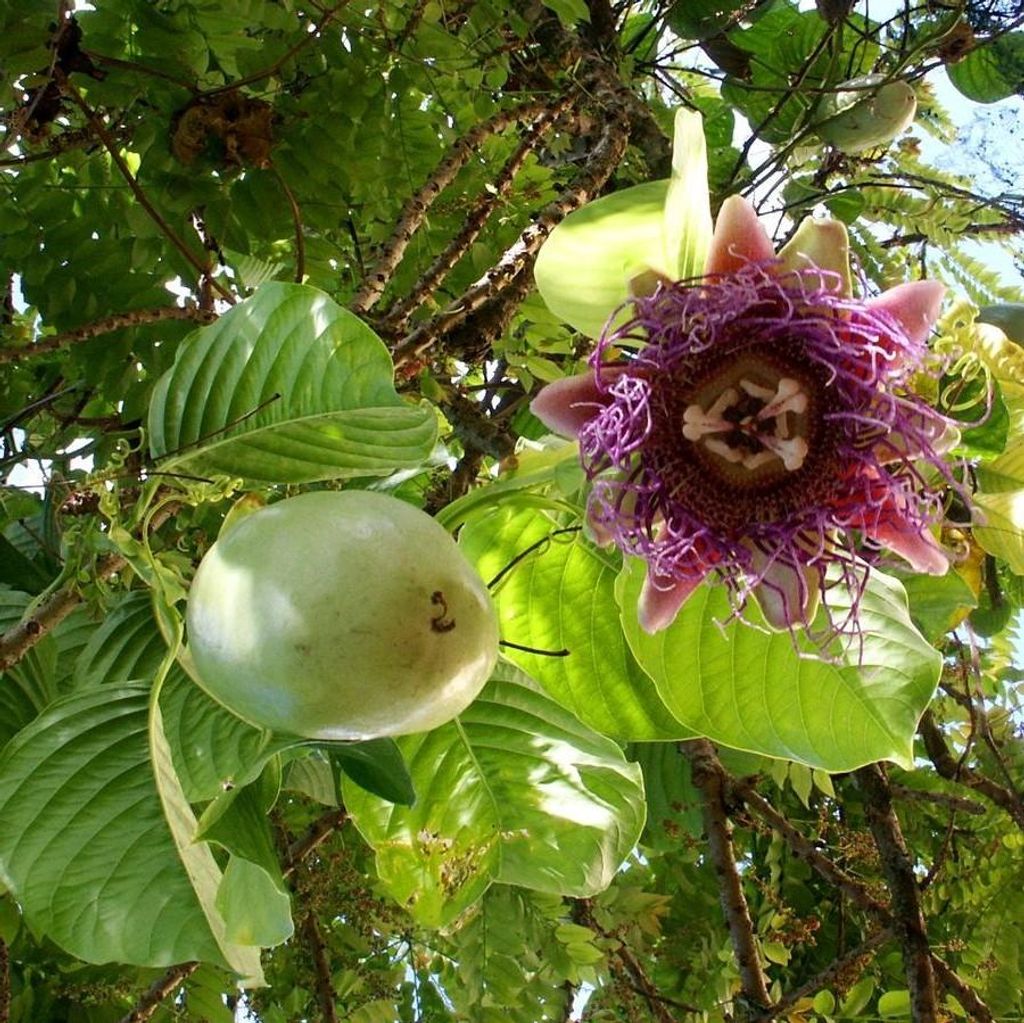 Riesenpassionsblume (Passiflora quadrangularis) - 5 Samen