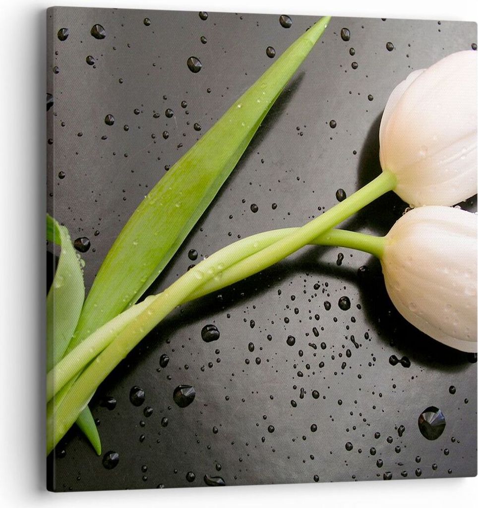 Bild auf Leinwand - Leinwandbild - Tulpen Blume Pflanzung Pflanze - 40x40cm - Wand Bild - Wanddeko - Leinwanddruck - Bilder - Kunstdruck - Wanddeko...