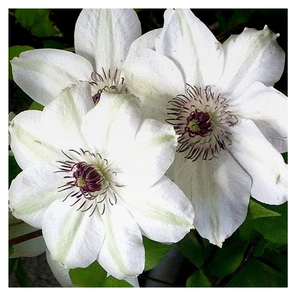 3 x Clematis Miss Bateman Kletterpflanzen: 3 kaufen, 2 bezahlen - Weiß, Mehrjährig & Winterhart | 3 x 1,5 Liter Topf