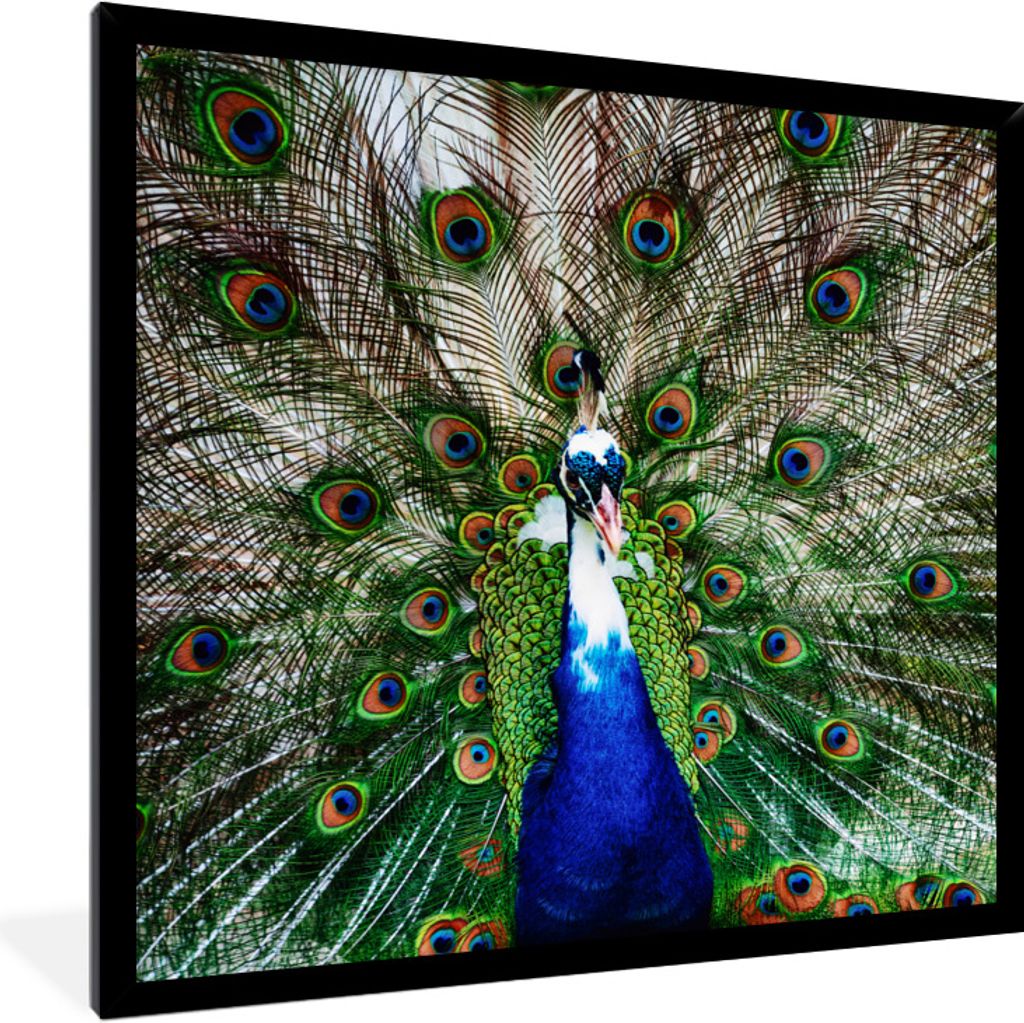 MuchoWow Gerahmtes Poster Pfau - Federn - Vitiligo 40x40 cm - Poster mit Schwarzem Bilderrahmen Wandposter Rahmen Foto Bilder - Mit Rahmen - Wand...