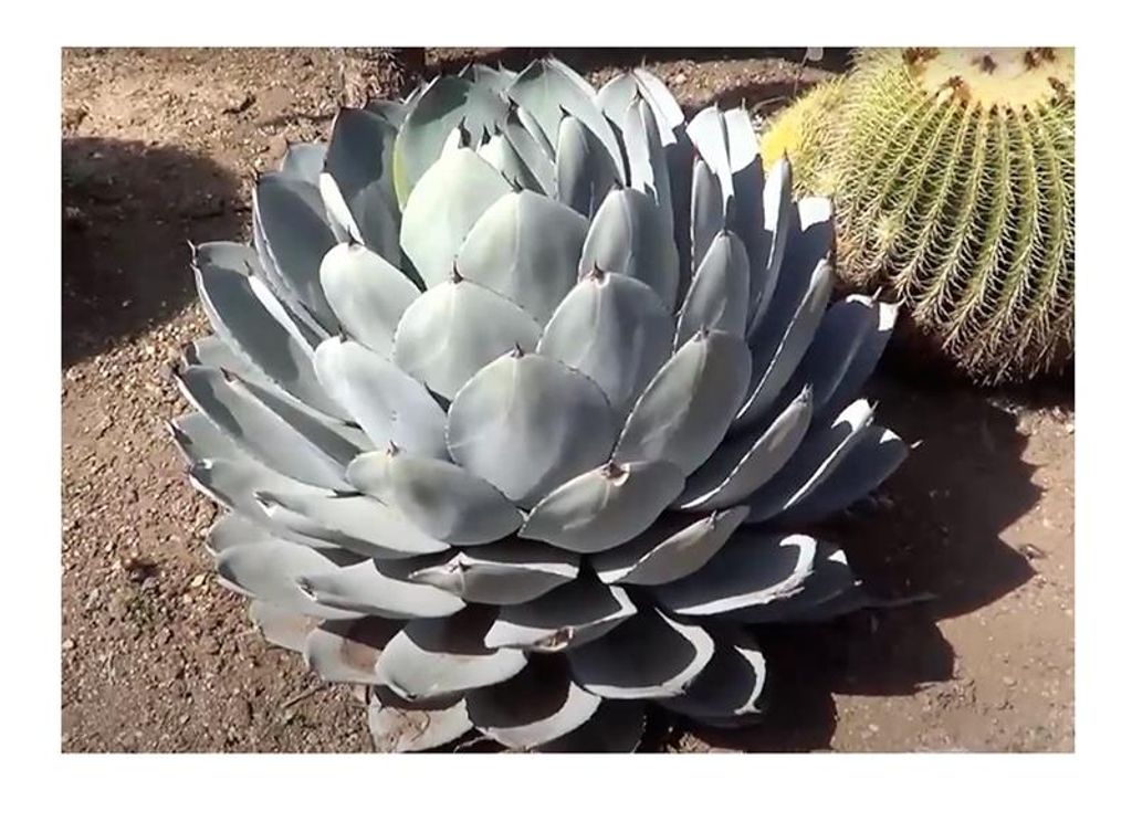 10x Agave parryi subsp. parryi Winterhart Bltter blaugrn