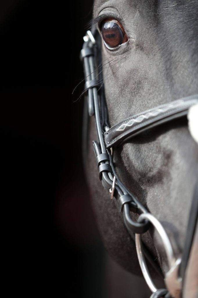Covalliero Zaumzeug Cancun Pony Schwarz Produktbild 6