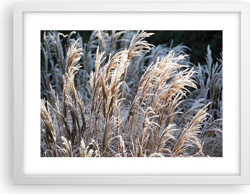 Gerahmtes Poster - Weißer Rahmen - Stock Ähren Boho - 40x30 cm - Wand Bild - Wanddeko - Wandbilder - Kunstposter - Wandposter - Bilderrahmen - Bi...