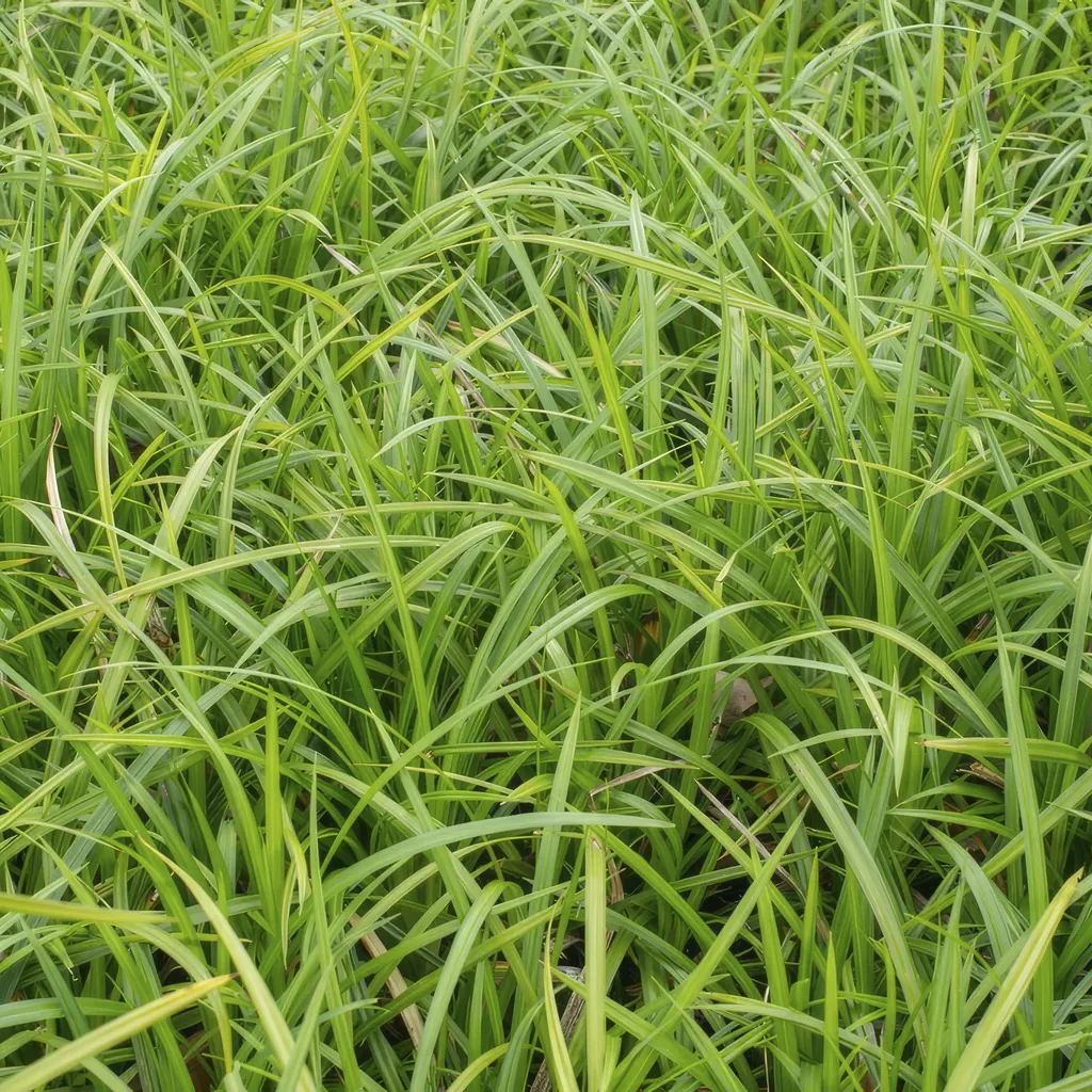Carex Irish Green Persistant et Facile d'Entretien - 24 Plantes Ø9