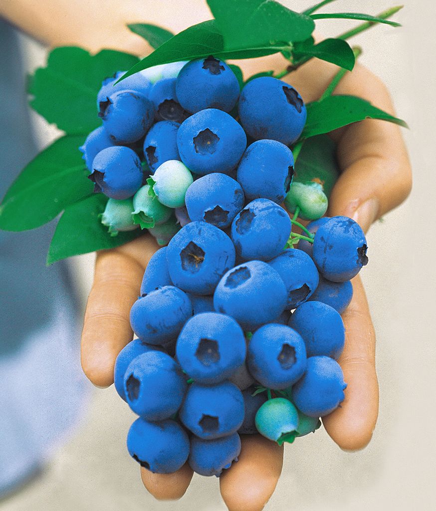 A hand holding a bunch of fresh blueberries with green leaves.
