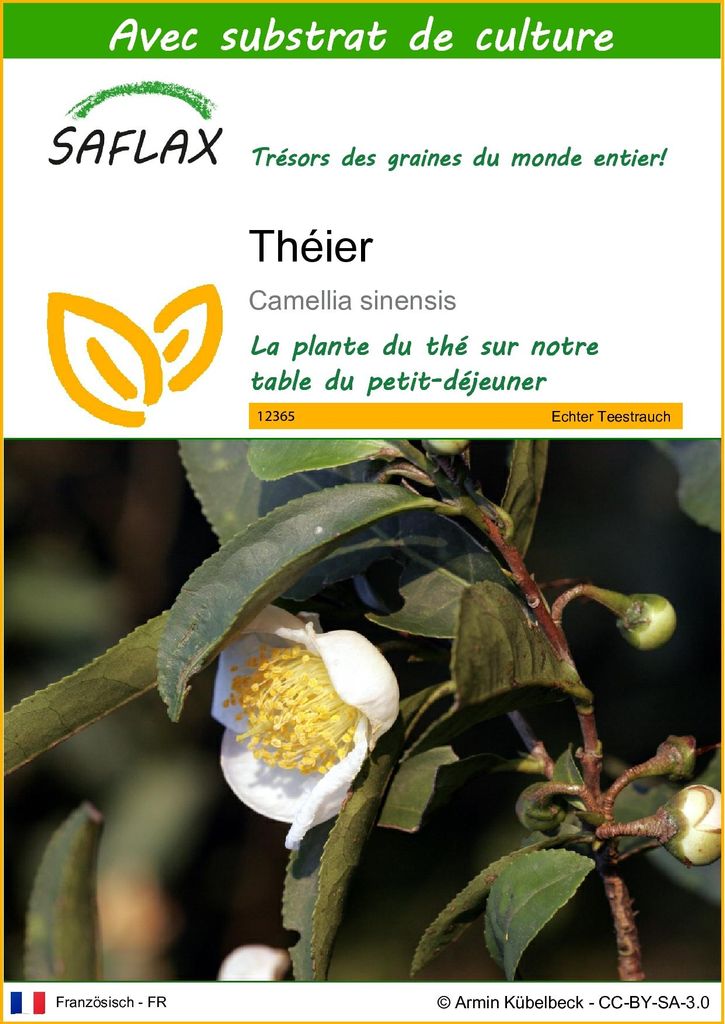 SAFLAX  - Théier - 6 graines - Avec substrat - Camellia Image du produit 