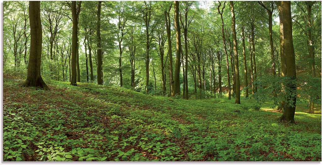 ARTland Glasbild Panorama von einem grünen Sommerwald Größe: 100x50 cm