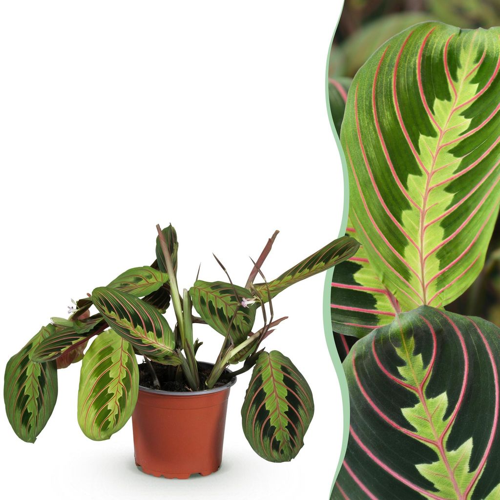 Green boutiQ - Zimmerpflanze - Maranta Fascinator Tricolour - Gebetsblatt - Haustierfreundliche Pflanze - Grün - 1 Pflanze - Topf 12cm - Höhe 25cm