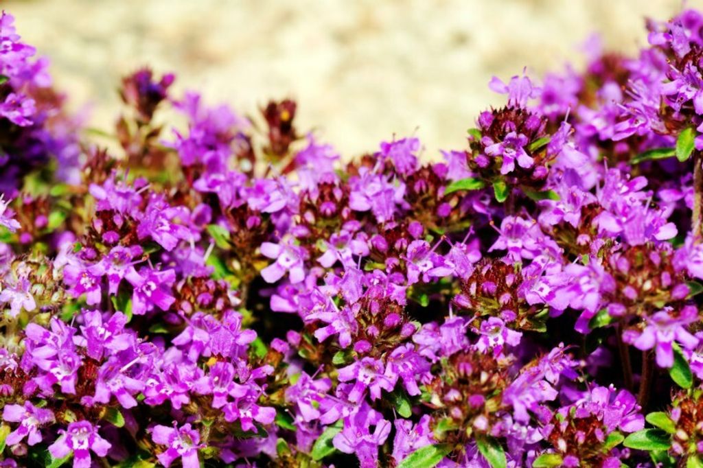 Quendel Sandthymian - >100 Samen Produktbild 