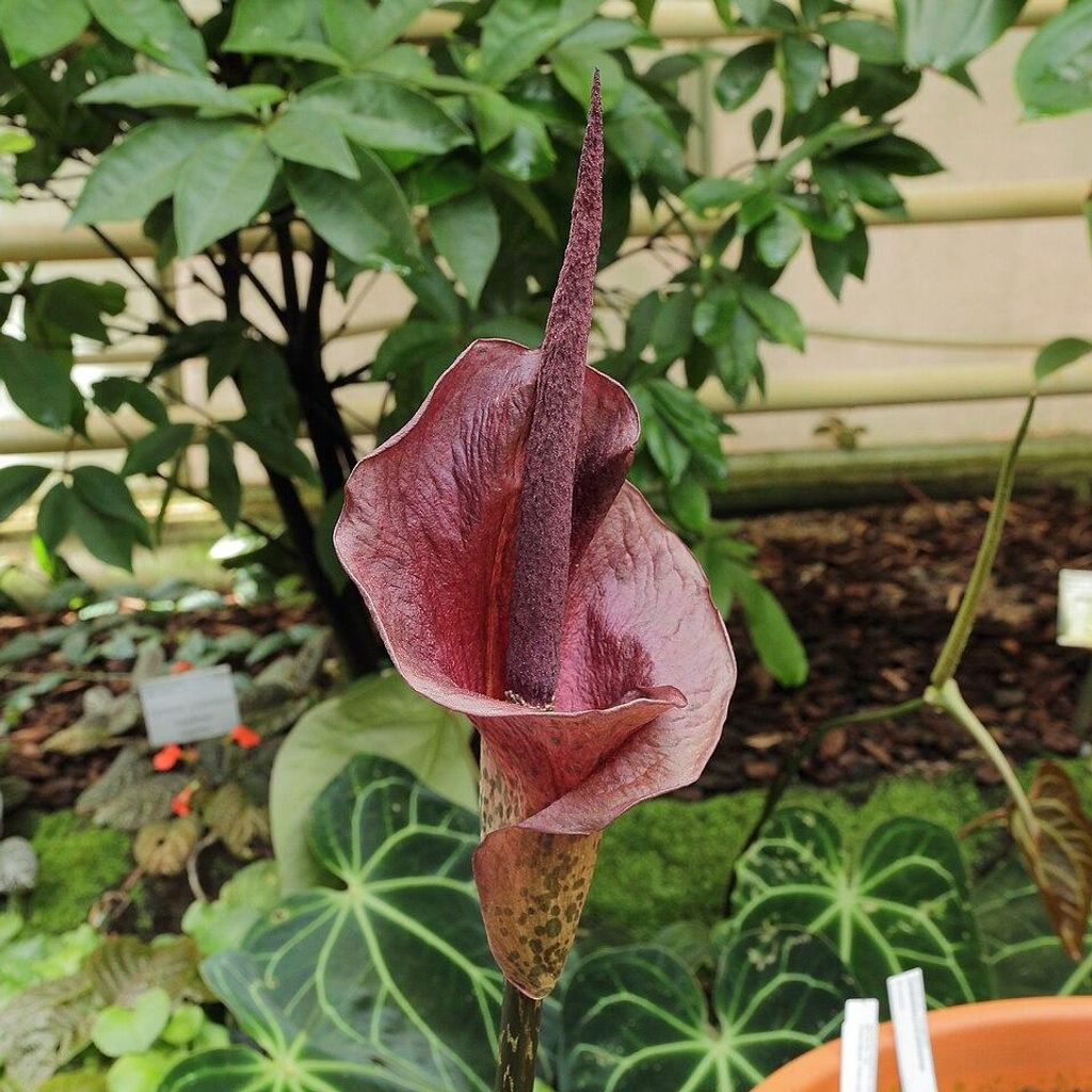 Konjac (Amorphophallus konjac)  – 1 mała bulwa Zdjęcie produktu 