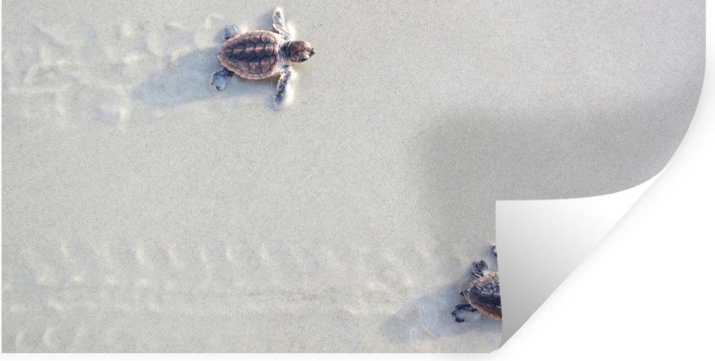 MuchoWow Wandtattoo Wandsticker Wandaufkleber Zwei kleine Schildkröten 80x40 cm Selbstklebend und Repositionierbar - Aufkleber