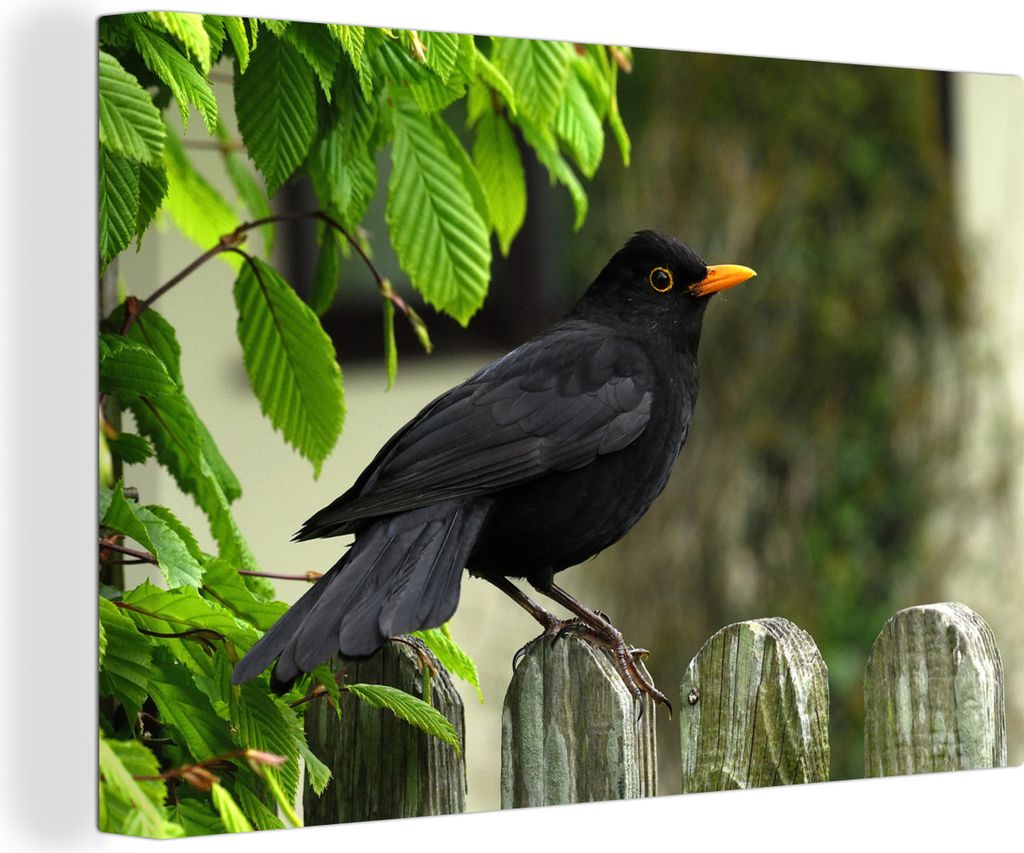 OneMillionCanvasses - Leinwandbilder - 140x90 cm, Männliche Amsel sitzt auf einem Zaun, Wandbilder Kunstdruck Wanddekoration - Foto auf Leinwand...