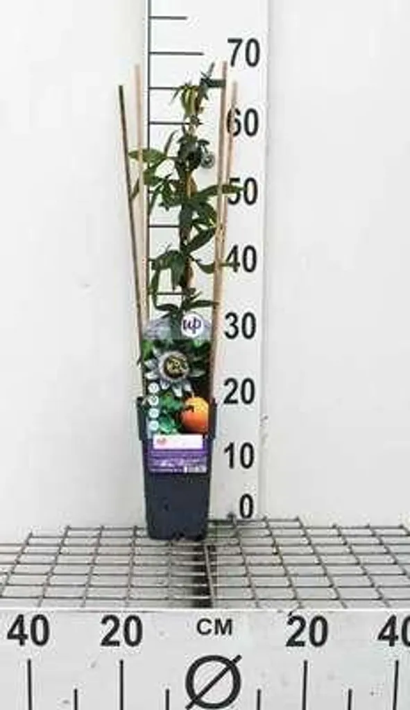 Passiflora caerulea - Passiflore bleue grimpante 50-60 cm en pot