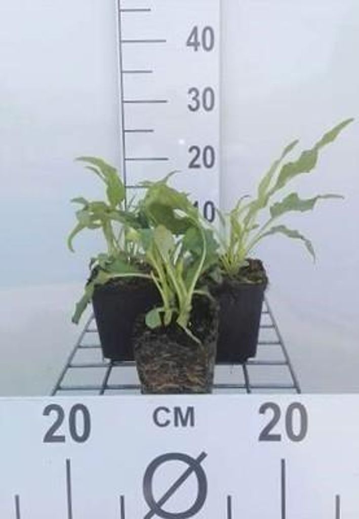 6 x Echinacea purp. 'Green Jewel' - Sonnenhut - Topf 9 x 9 cm