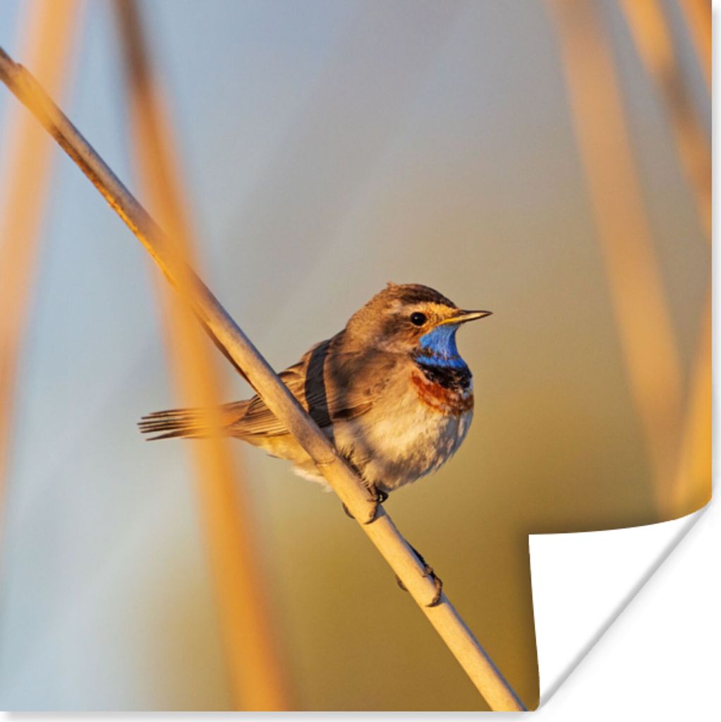 MuchoWow Poster Vögel - Blaukehlchen - Schilf 30x30 cm - Wandposter - Printing